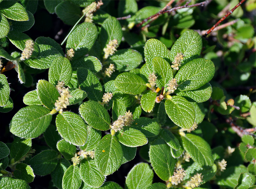 Image of Salix vestita specimen.