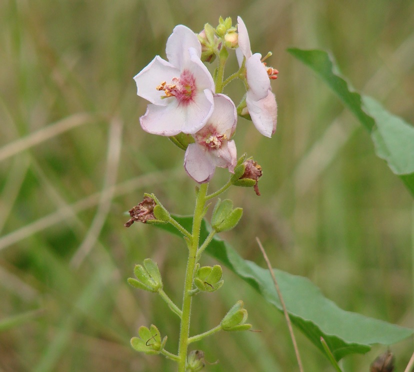 Image of Verbascum phoeniceum specimen.