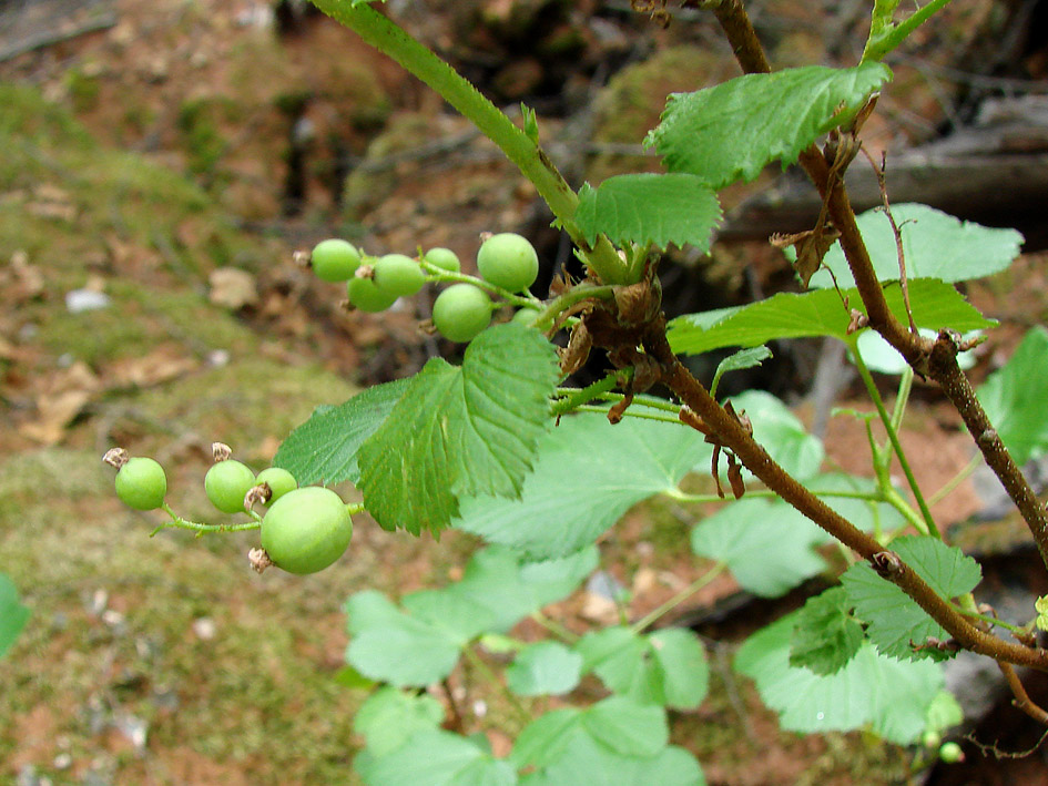 Изображение особи Ribes fragrans.