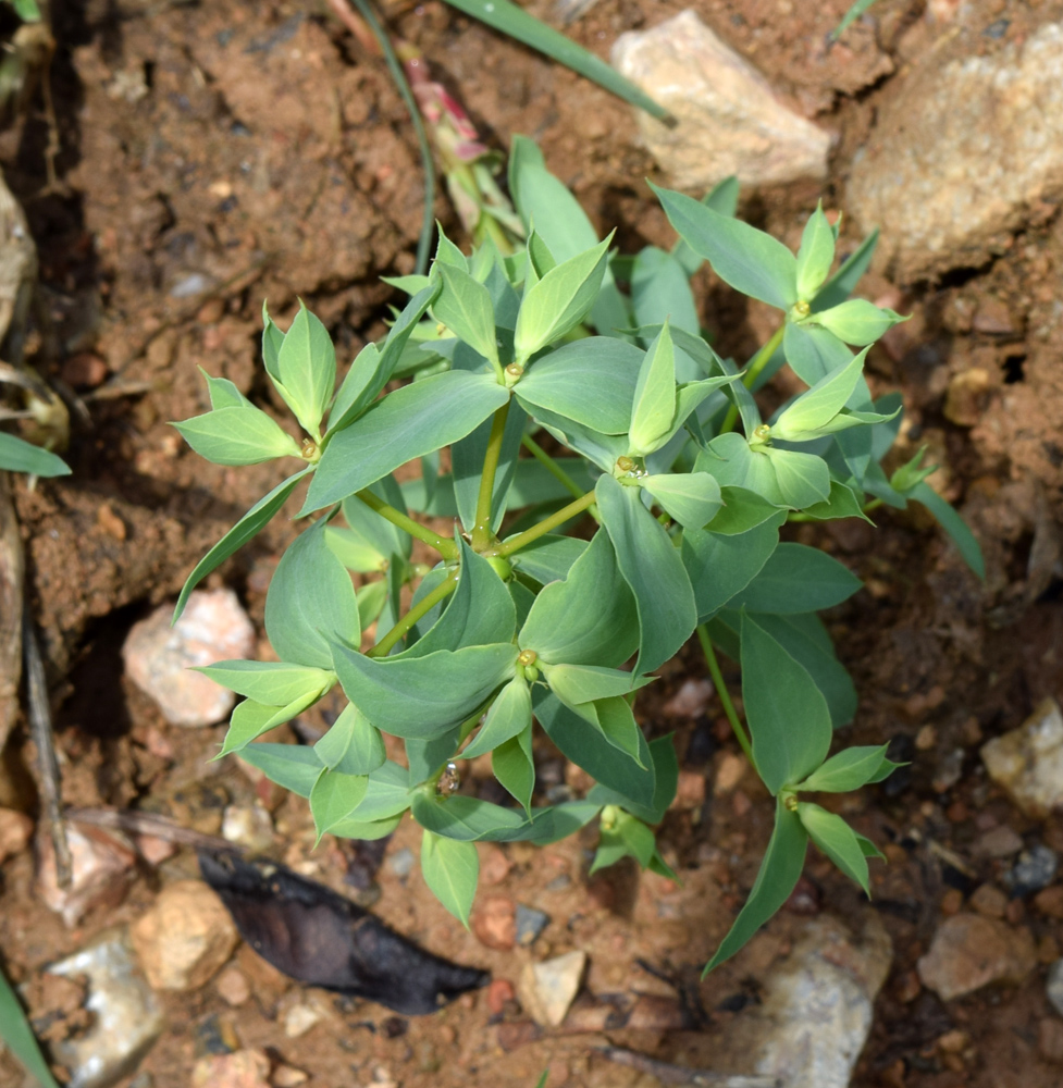 Изображение особи Euphorbia falcata.