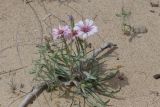 Tragopogon marginifolius