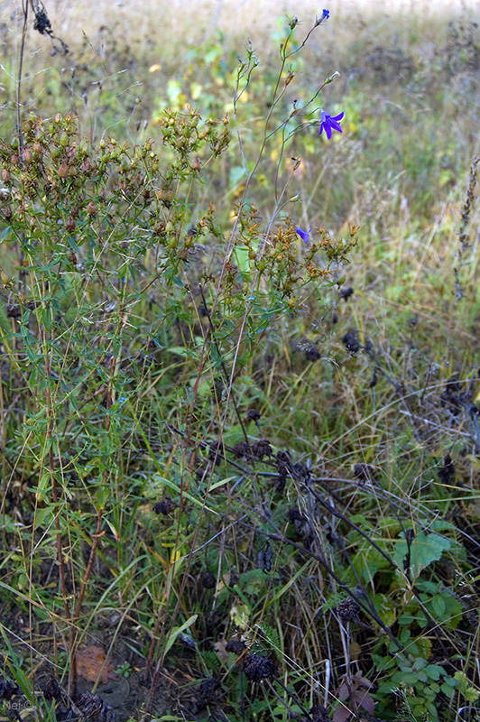 Изображение особи Campanula patula.