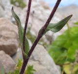 Erigeron uniflorus