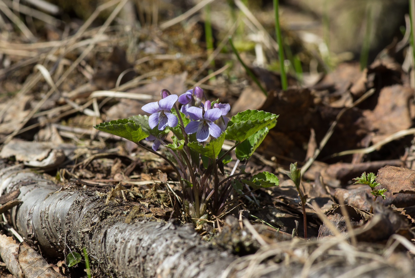 Image of Viola selkirkii specimen.