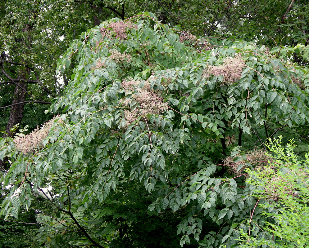 Image of Aralia elata specimen.