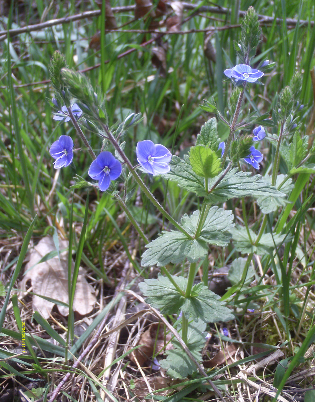 Image of Veronica chamaedrys specimen.