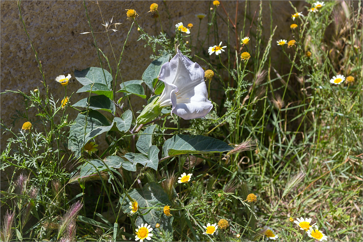 Изображение особи Datura innoxia.