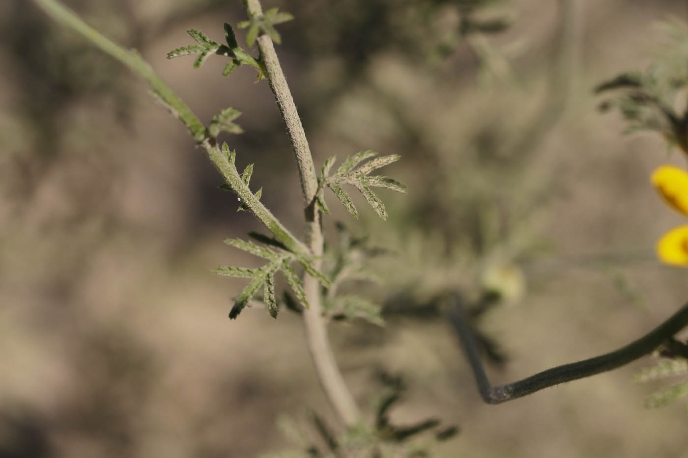 Image of Anthemis tinctoria specimen.