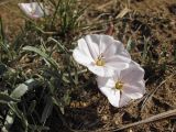 Convolvulus ammannii