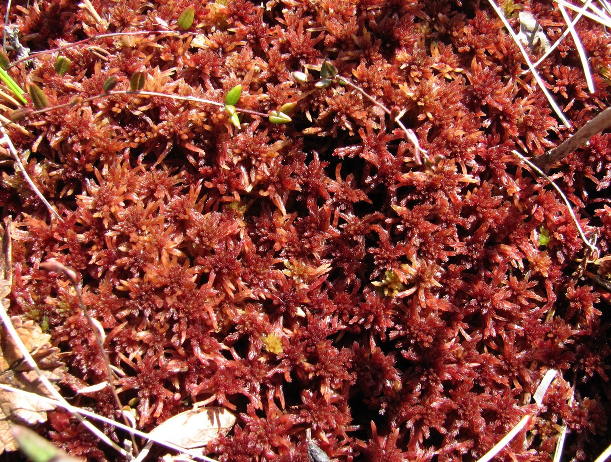 Image of genus Sphagnum specimen.