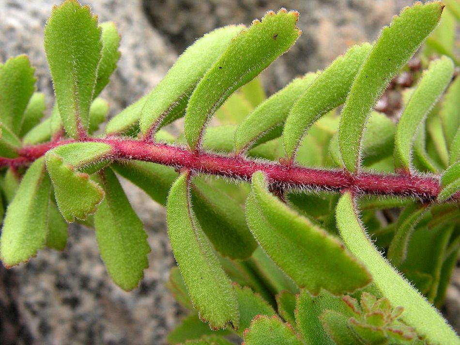 Image of Aizopsis selskiana specimen.