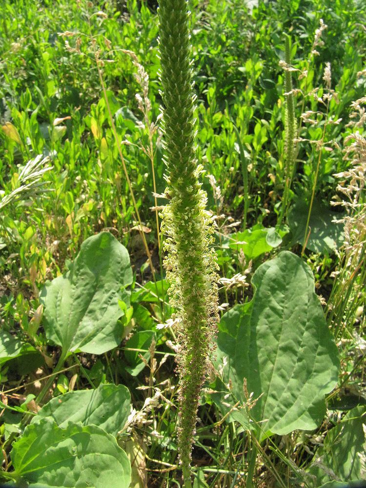 Image of Plantago major specimen.