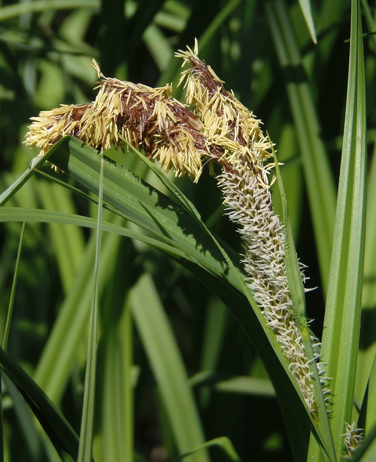 Изображение особи Carex riparia.