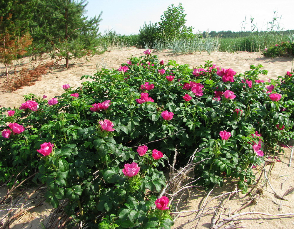 Изображение особи Rosa rugosa.