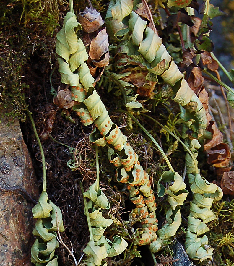 Изображение особи Polypodium vulgare.