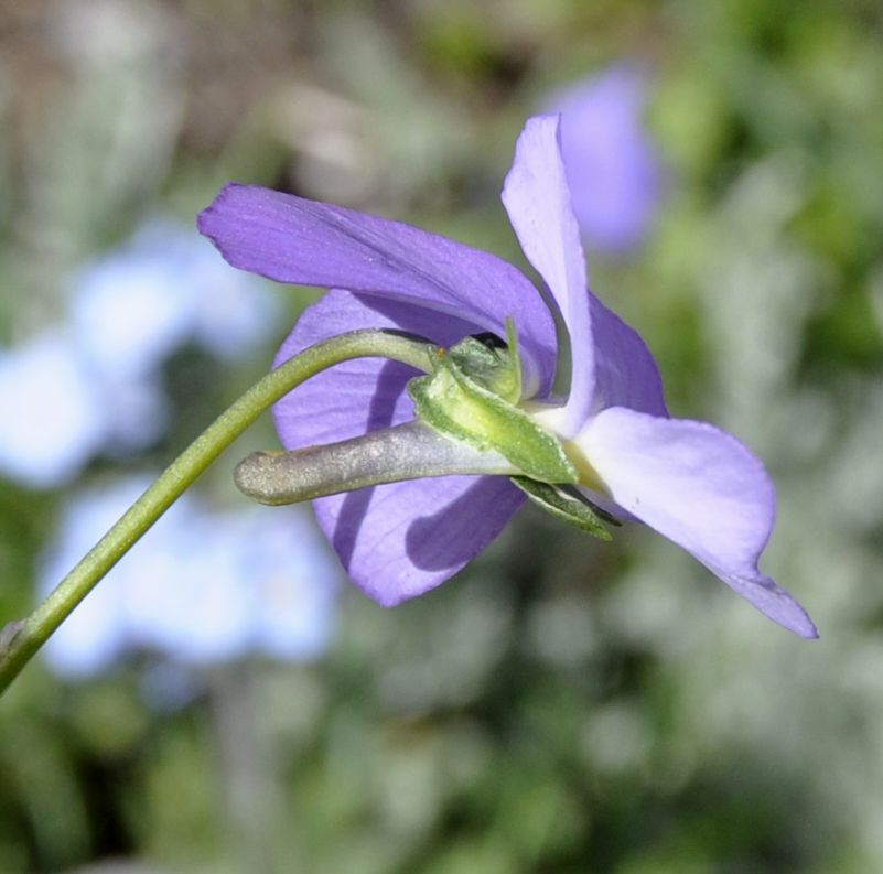 Изображение особи Viola striis-notata.