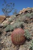 Ferocactus cylindraceus. Растения на каменистом склоне. США, Калифорния, Joshua Tree National Park, пустыня Колорадо. 01.03.2017.