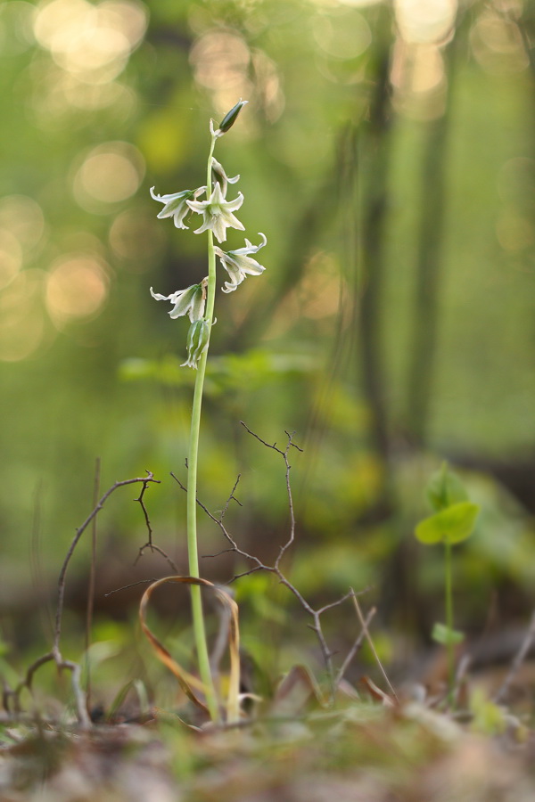 Image of Ornithogalum boucheanum specimen.