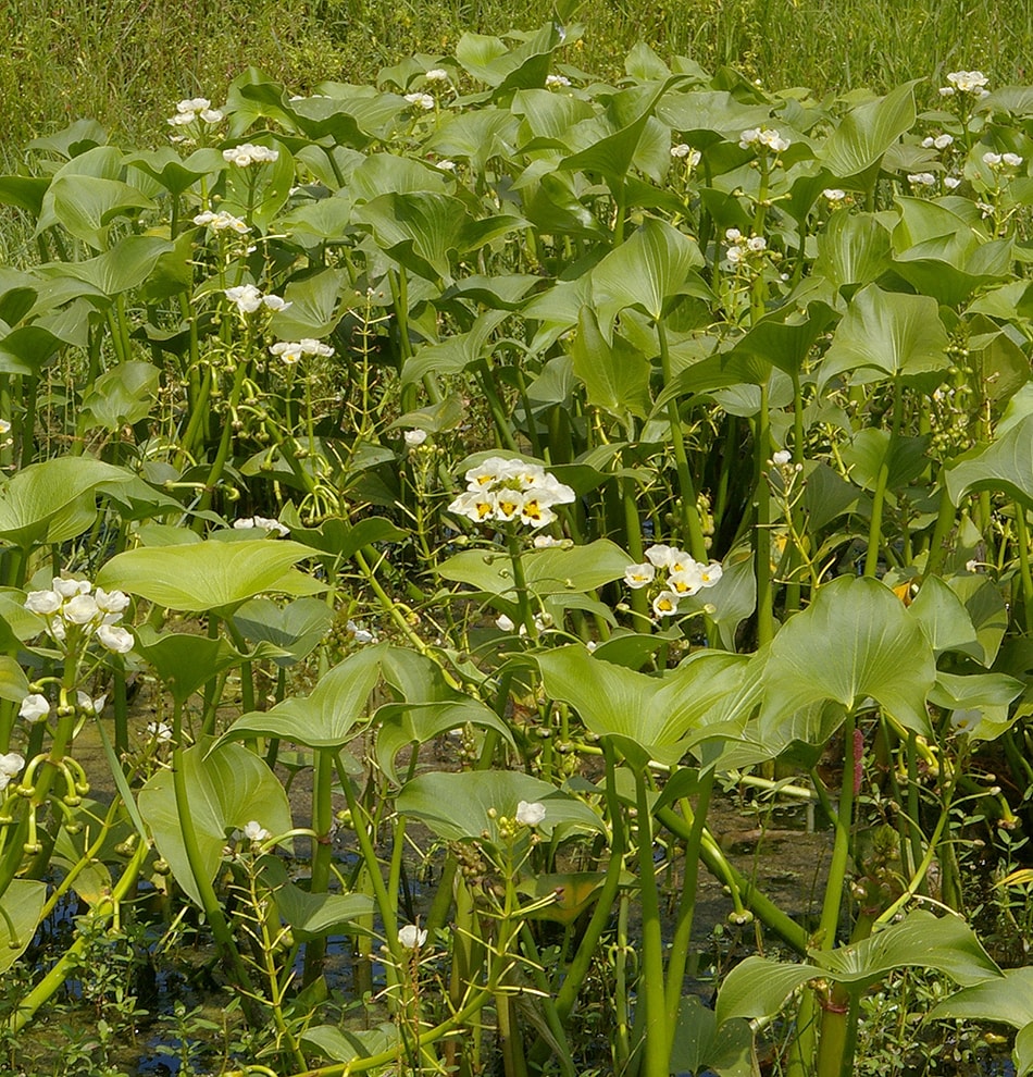 Image of Sagittaria montevidensis specimen.