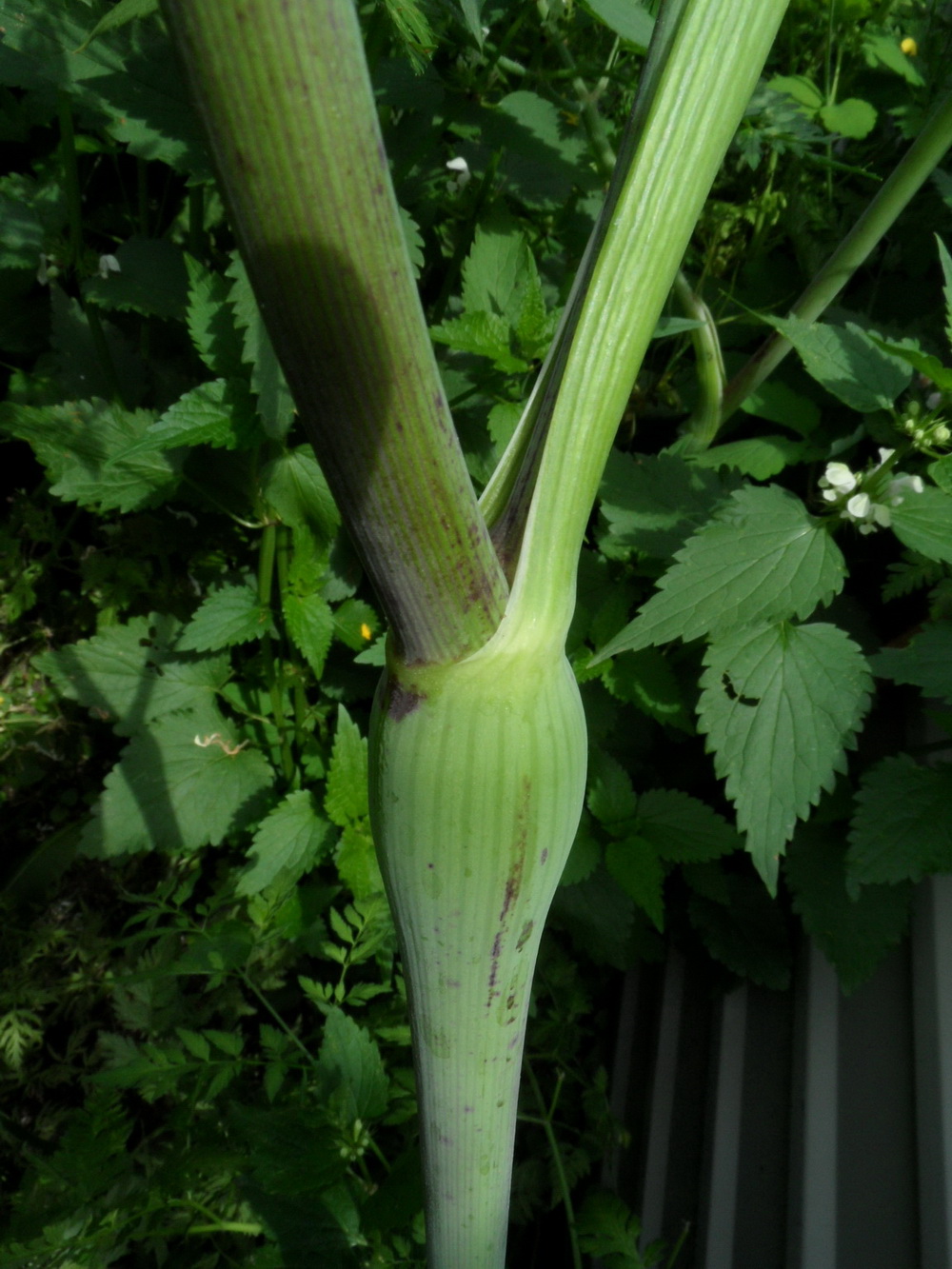 Image of genus Chaerophyllum specimen.