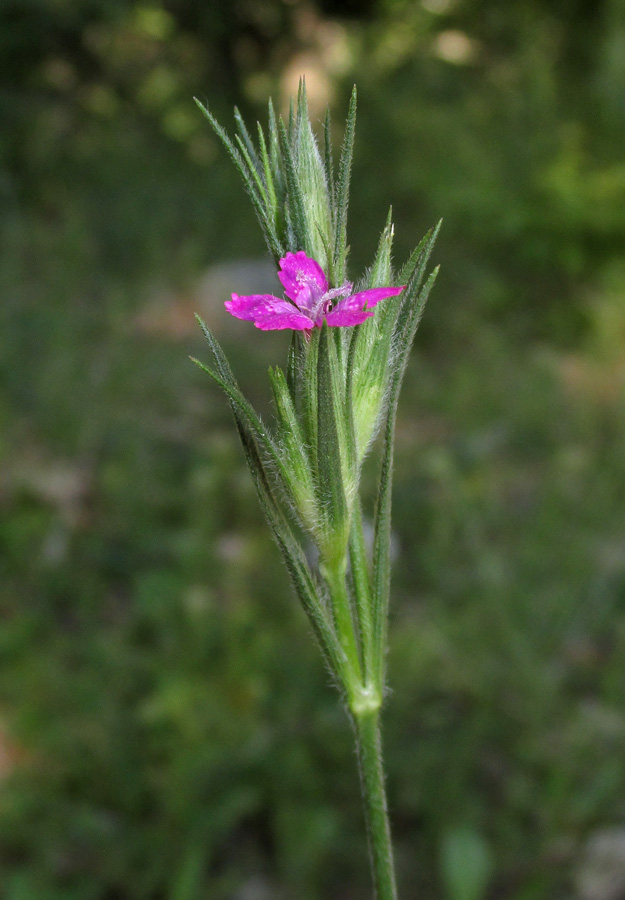 Image of Dianthus armeria specimen.