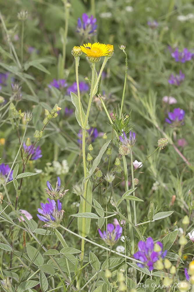 Image of Inula oculus-christi specimen.