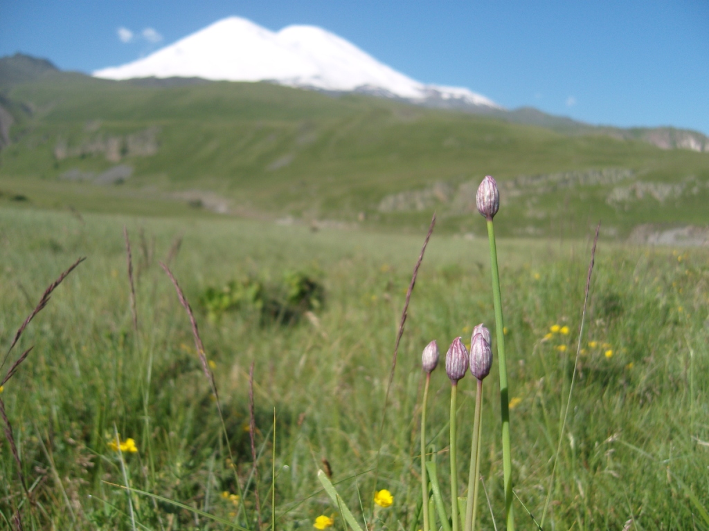 Image of Allium schoenoprasum specimen.