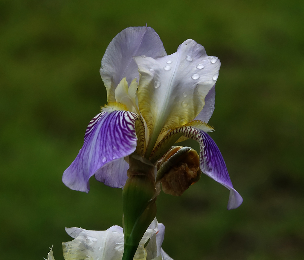 Image of Iris squalens specimen.