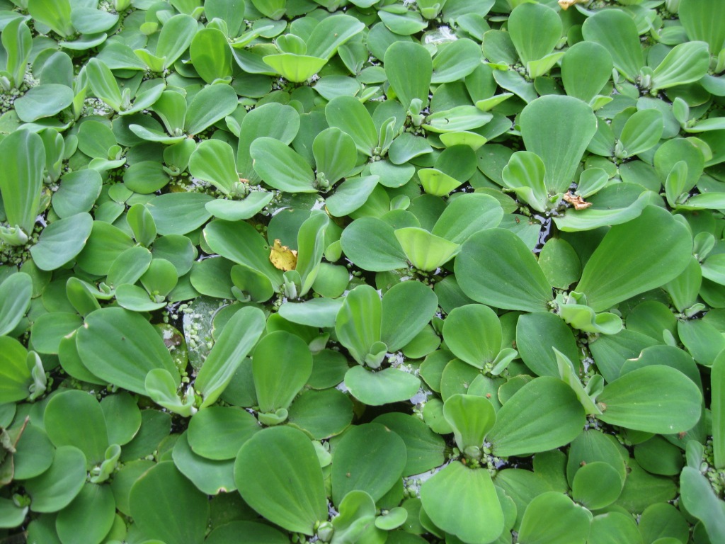 Изображение особи Pistia stratiotes.