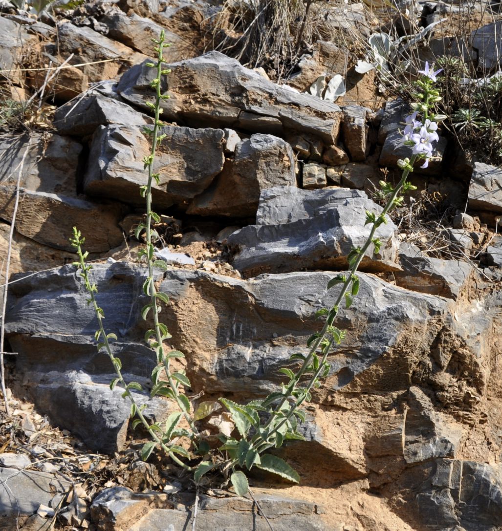 Image of Campanula versicolor var. tomentella specimen.