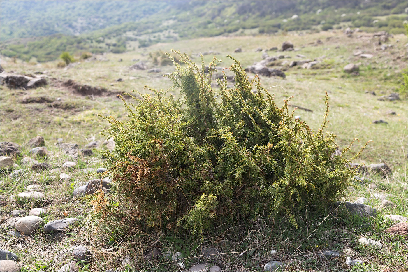 Image of Juniperus oblonga specimen.