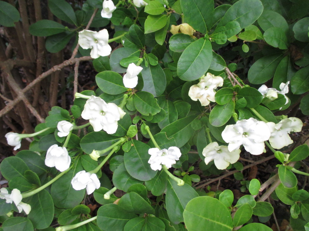 Изображение особи Brunfelsia americana.