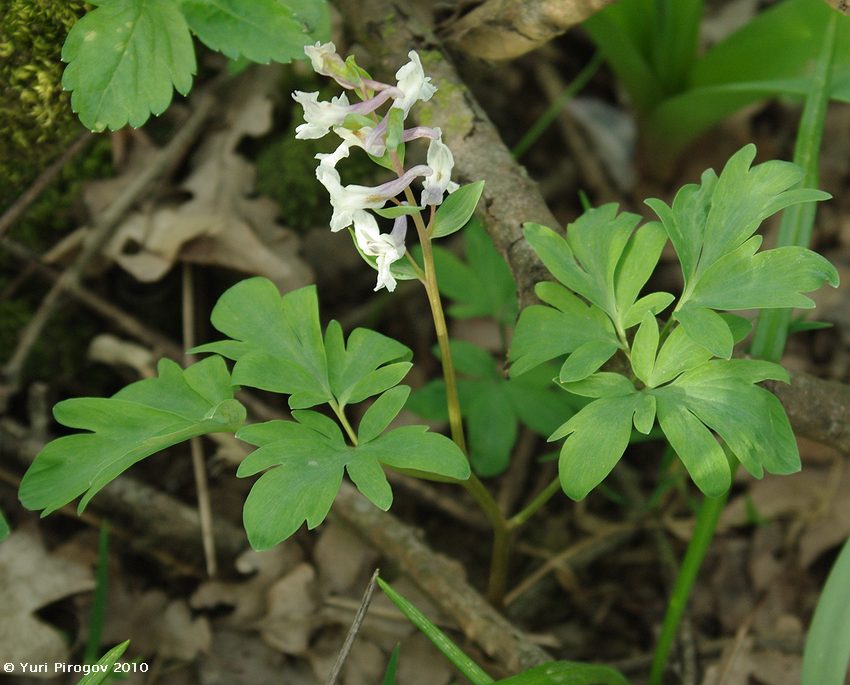 Image of Corydalis marschalliana specimen.