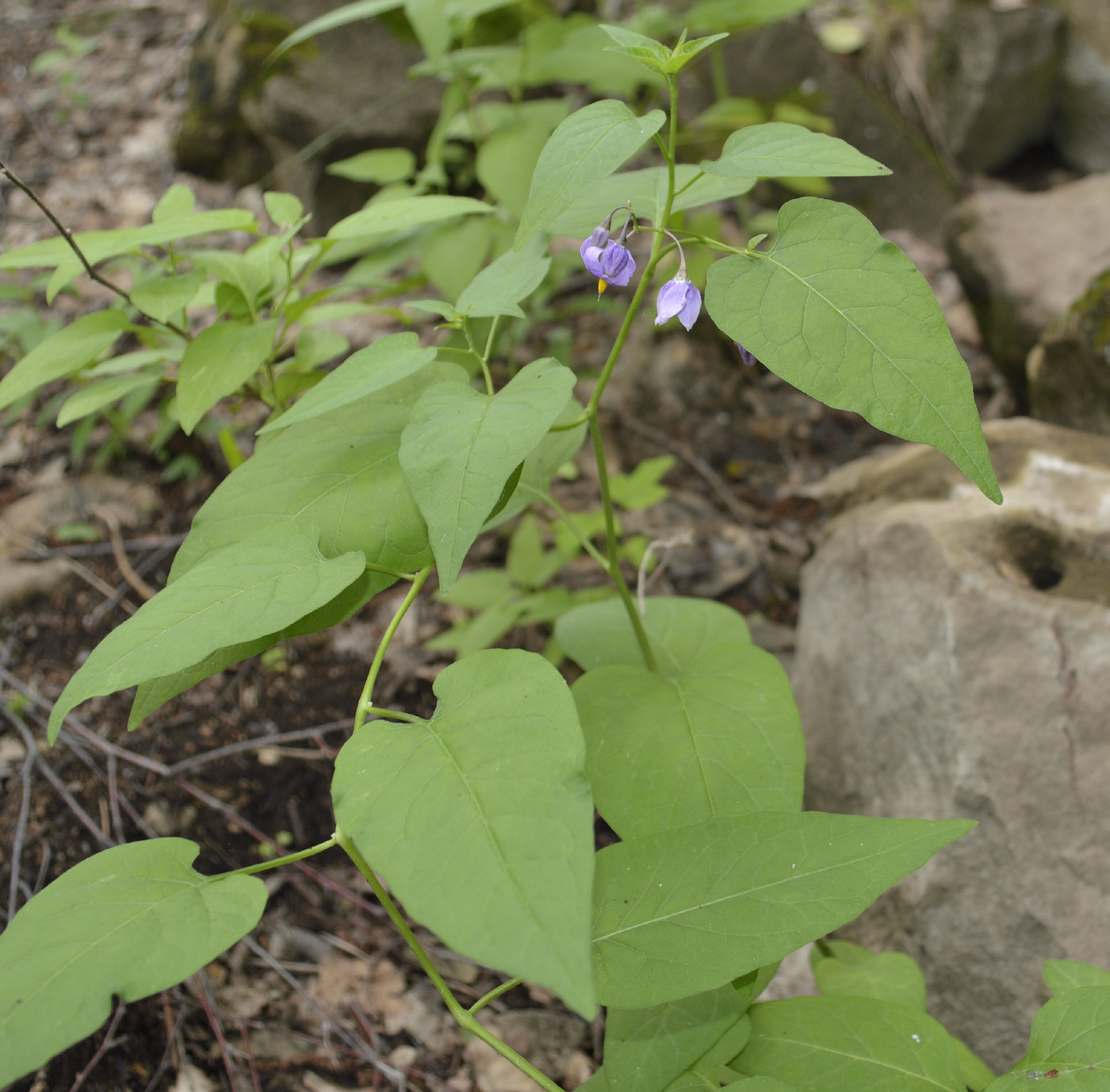 Image of Solanum dulcamara specimen.