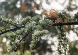 Cedrus atlantica