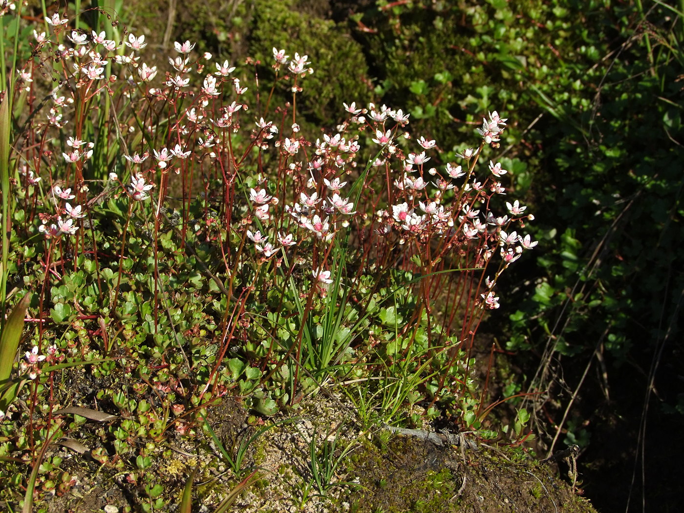 Image of Micranthes nudicaulis specimen.