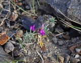 Oxytropis micrantha. Цветущее растение. Монголия, аймак Баян-Улгий, берег оз. Дунд-Нуур, ≈ 2100 м н.у.м., каменистый сухой склон. 12.06.2017.