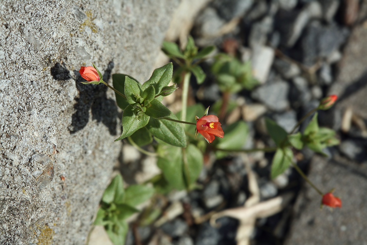 Image of Anagallis arvensis specimen.