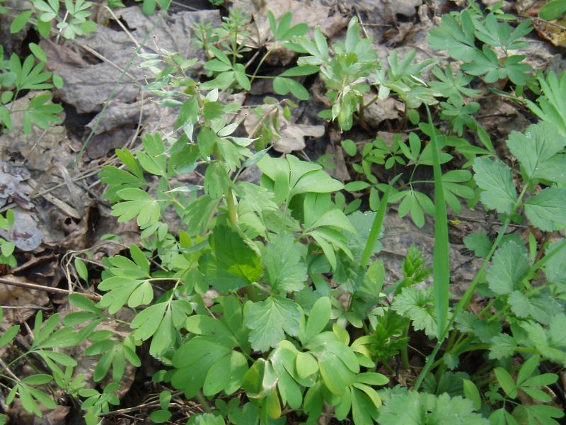 Image of Corydalis solida specimen.