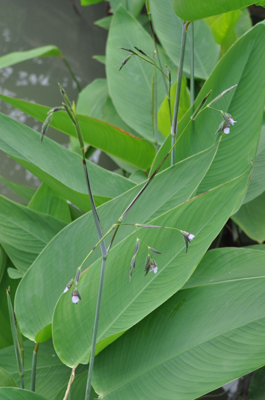 Image of Thalia geniculata specimen.