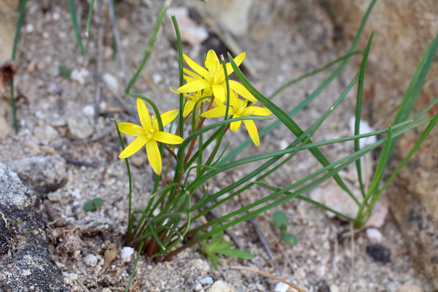 Изображение особи Gagea calantha.