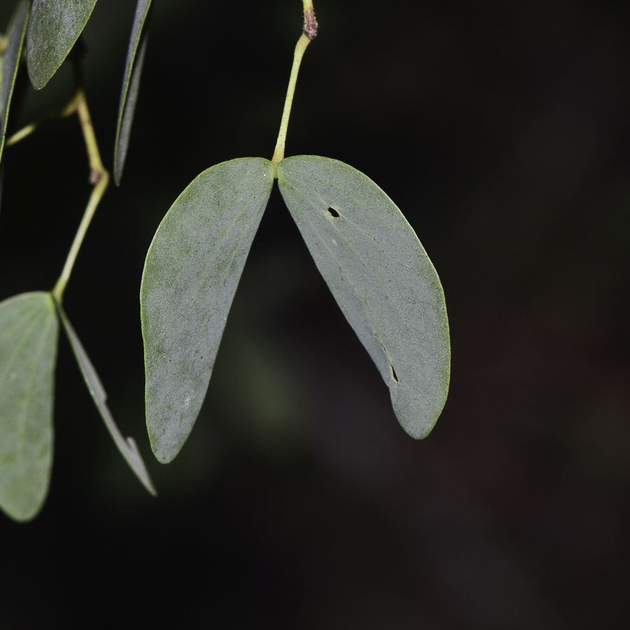 Изображение особи Lysiphyllum gilvum.