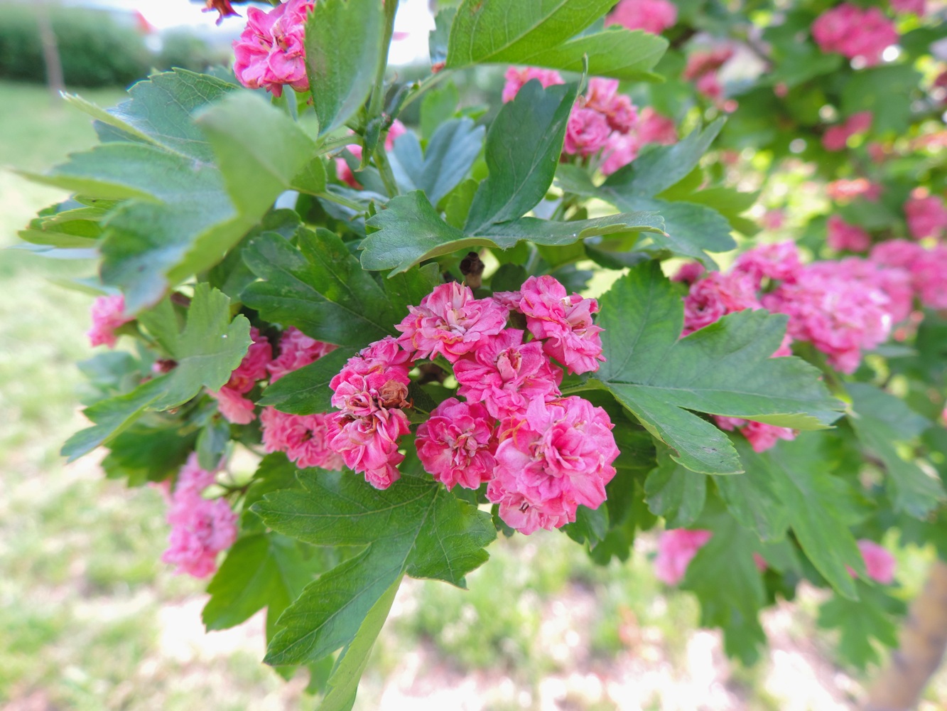 Image of Crataegus &times; media specimen.