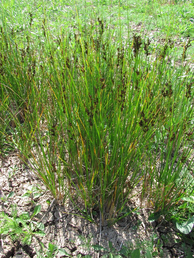 Image of Juncus gerardi specimen.