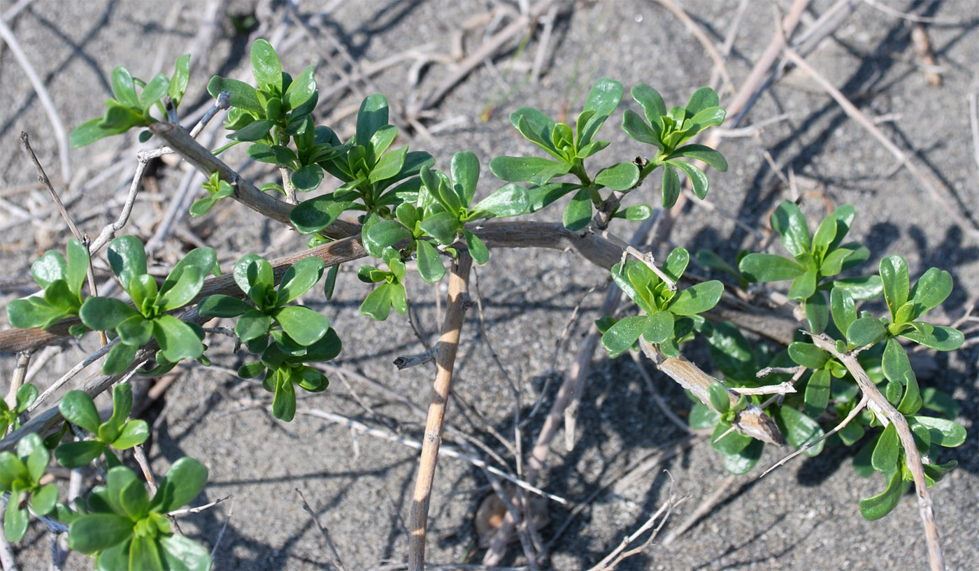 Image of Nitraria schoberi specimen.