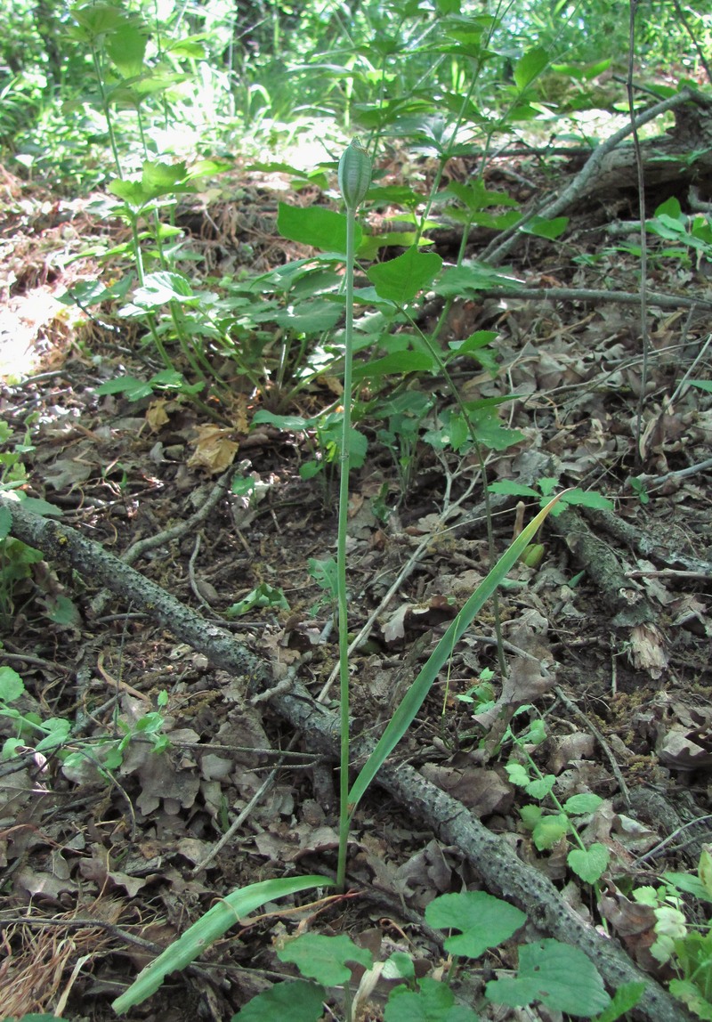 Image of Tulipa sylvestris specimen.