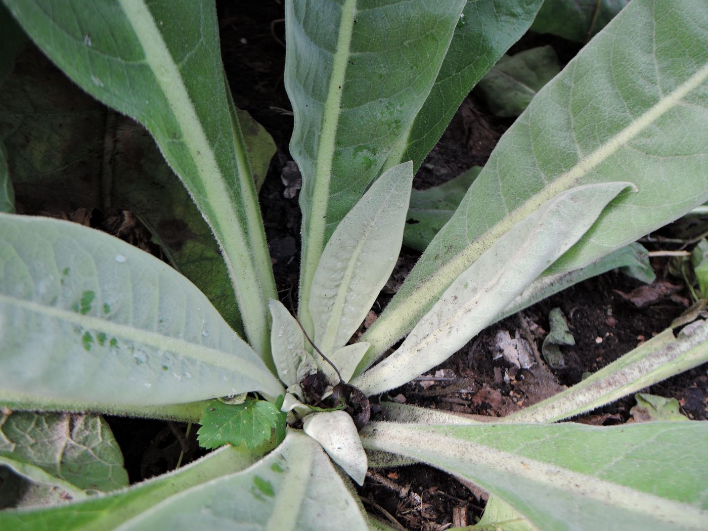 Image of Verbascum olympicum specimen.