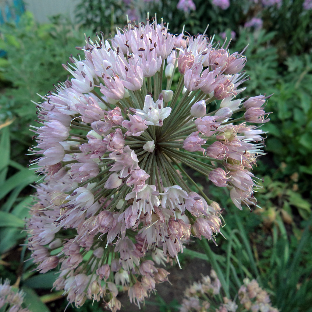 Image of genus Allium specimen.