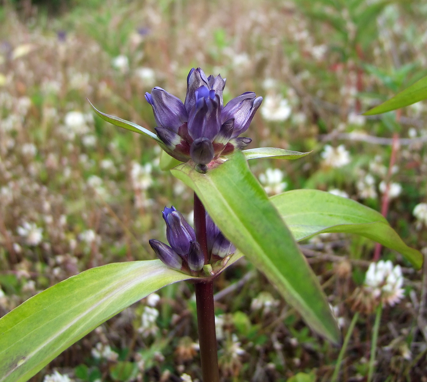 Image of Gentiana macrophylla specimen.