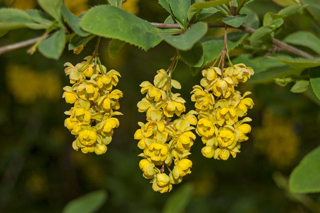 Image of Berberis vulgaris specimen.